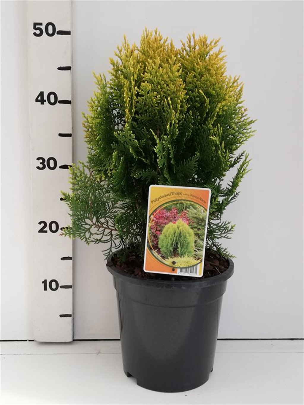 Platycladus or. 'Aurea Nana' (Thuja or. 'Aurea Nana') - C3 25-30 CM
